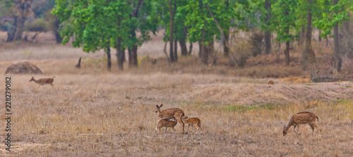 Chital or cheetal deer  Axis axis   also known as spotted deer or axis deer in the Bandhavgarh National Park in India. Bandhavgarh is located in Madhya Pradesh.