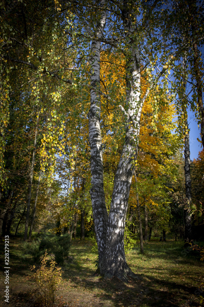 Fototapeta premium Yellow Autumn