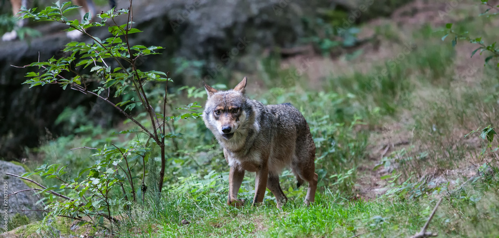 Wolf in the Bavarian Forest National Park, Bavaria, Germany Wolf in the Bavarian Forest National Park, Bavaria, Germany