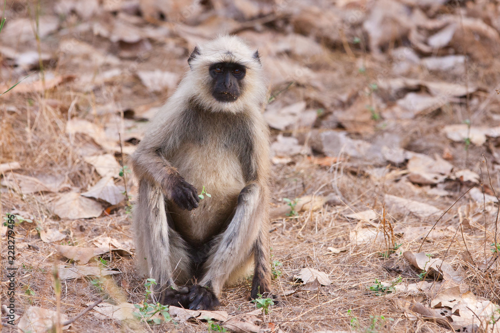 Gray Langur also known as Hanuman Langur in the Bandhavgarh National Park in India. Bandhavgarh is located in Madhya Pradesh. Indian langurs are lanky, long-tailed monkeys.