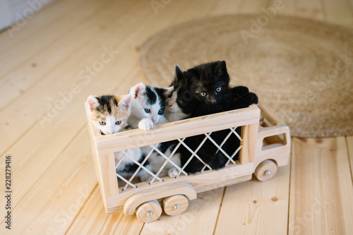 petits chatons dans un camion  photo