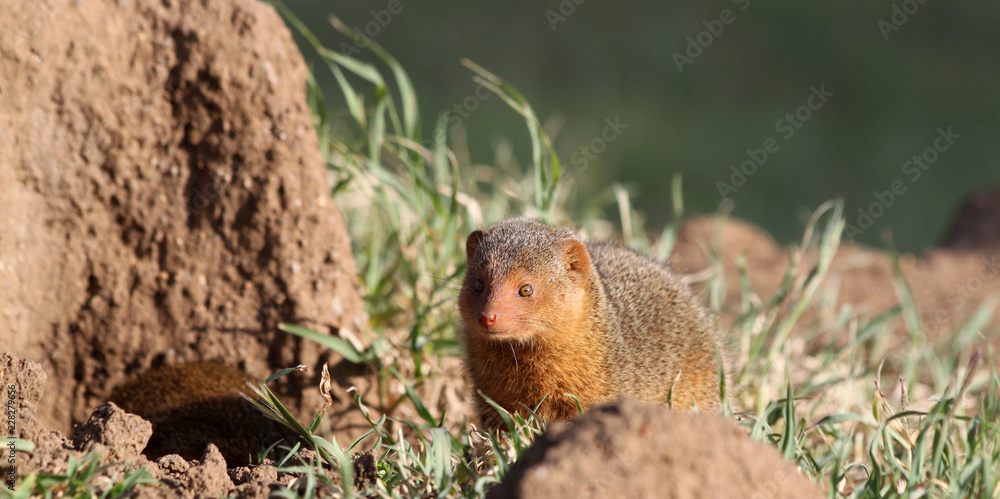 Dwarf mongoose in the Serengeti National Park, Tanzania Dwarf mongoose in the Serengeti National Park, Tanzania
