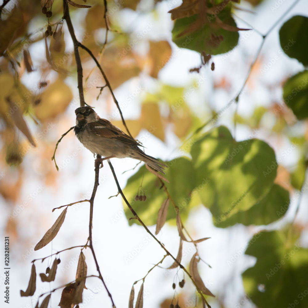 Spatz auf einem Zweig Spatz auf einem Zweig