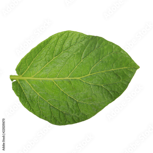 fresh green leaf of potato isolated on white background