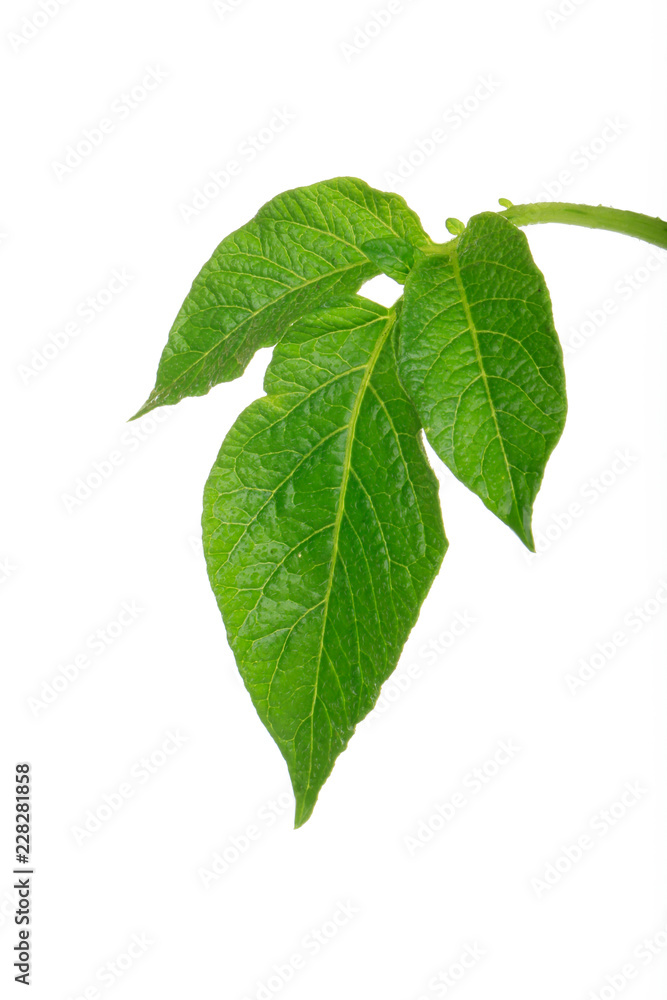 fresh green leaf of potato isolated on white background fresh green leaf of potato isolated on white background