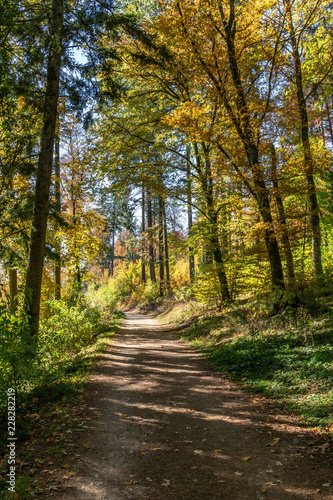 Herbstlicher Wanderweg durch den Wald © Stephanie Jud