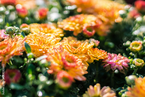 Autumn hrysanthemums, morning burgeoning flowers, color explosion. © alexandre