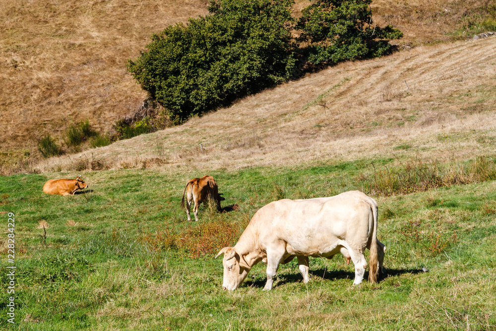 Obraz premium Vacas en la pradera. Ganado pastando. Galicia, España.