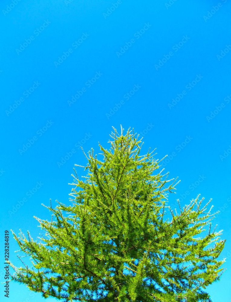 Green larch tree against blue sky. Bright background of a fresh conifer lit by natural sunlight. Green larch tree against blue sky. Bright background of a fresh conifer lit by natural sunlight.