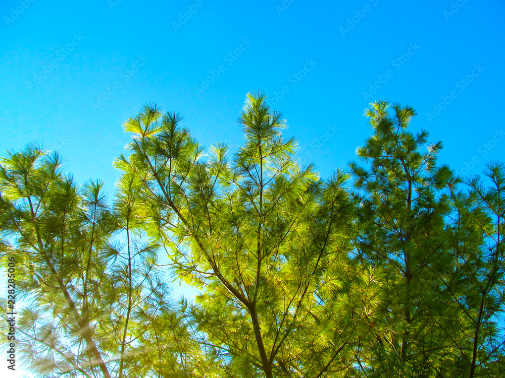 Pine tree close up. Bright background of coniferous branches with needles lit by natural sunlight against blue sky - Christmas wallpaper concept. Pine tree close up. Bright background of coniferous branches with needles lit by natural sunlight against blue sky - Christmas wallpaper concept.