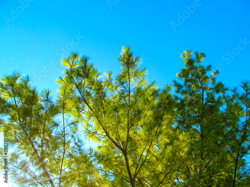 Pine tree close up. Bright background of coniferous branches with needles lit by natural sunlight against blue sky - Christmas wallpaper concept.