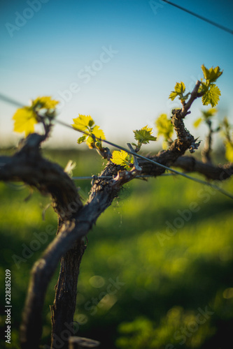 Vineyard