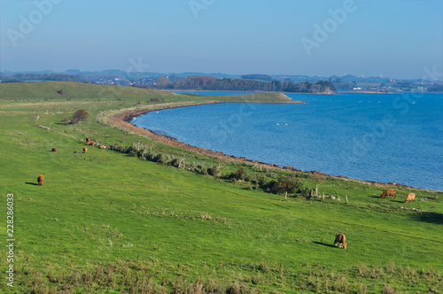 Cow field landscape