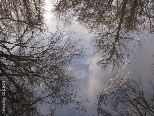 reflections of trees and grass in a brook near Amsterdam