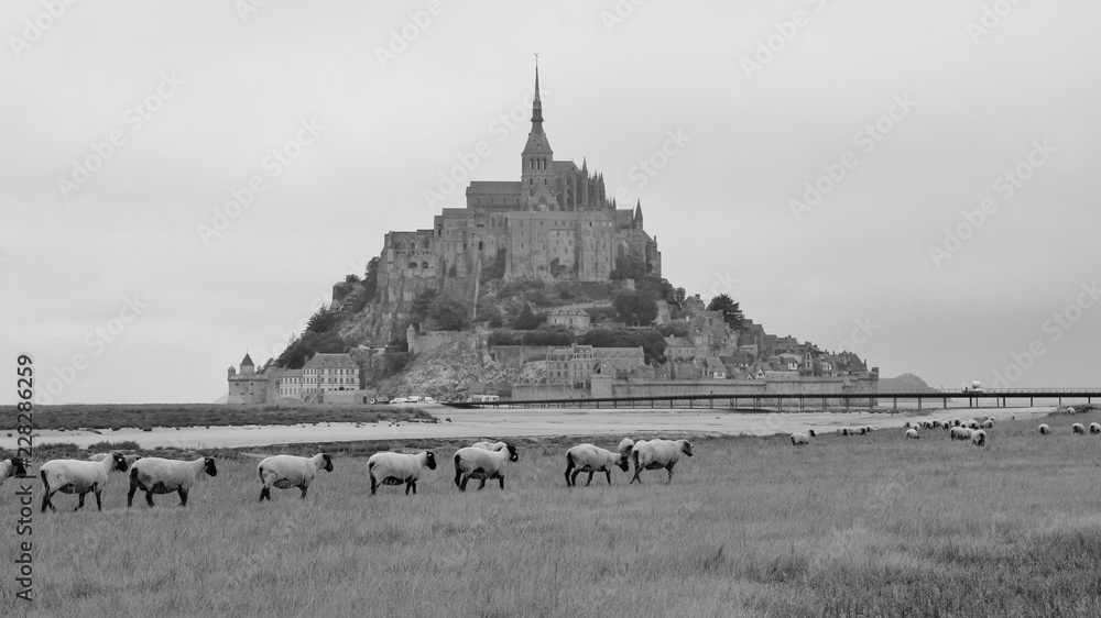 Sheep herd in front of Mont Saint Michel. Famous place in the Normandy, France.