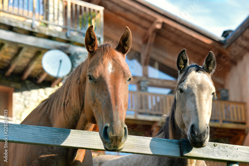 two heads of horses behind a fence in front of wooden cottage
