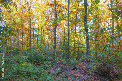 Forest in autumn colors in sunlight at fall