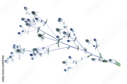 Dry flower head of eryngium planum isolated on the white background.
