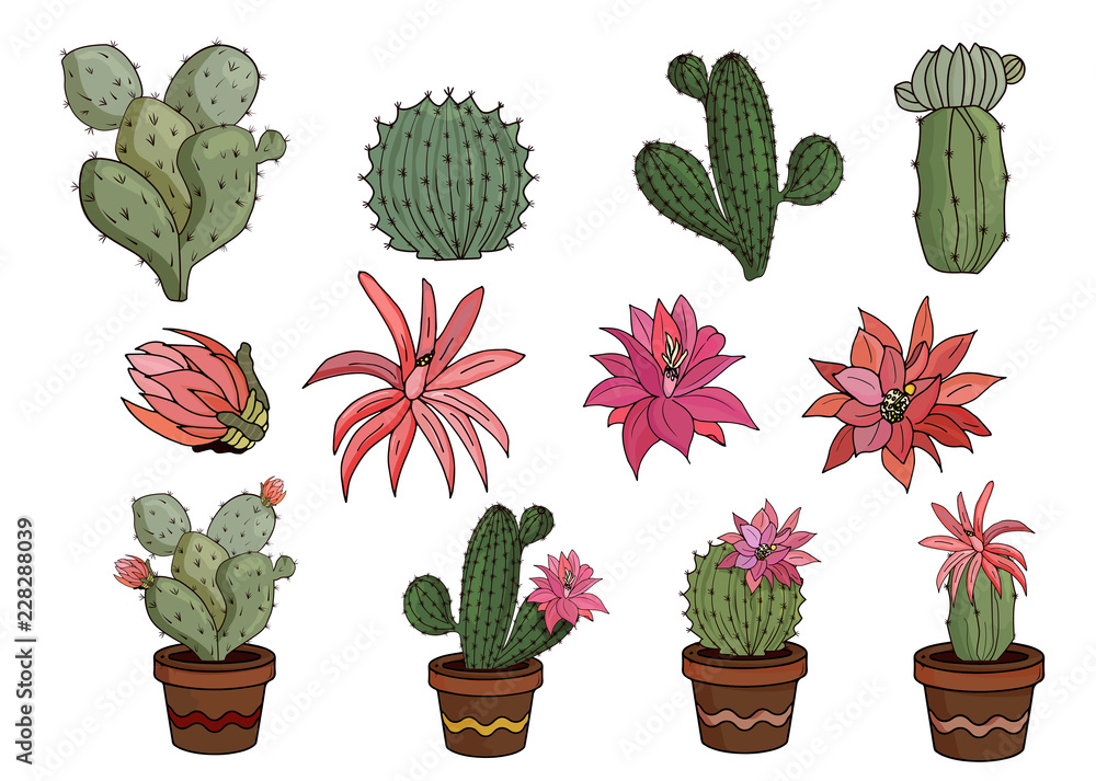 Fotografie Cacti and cactus flowers on white background