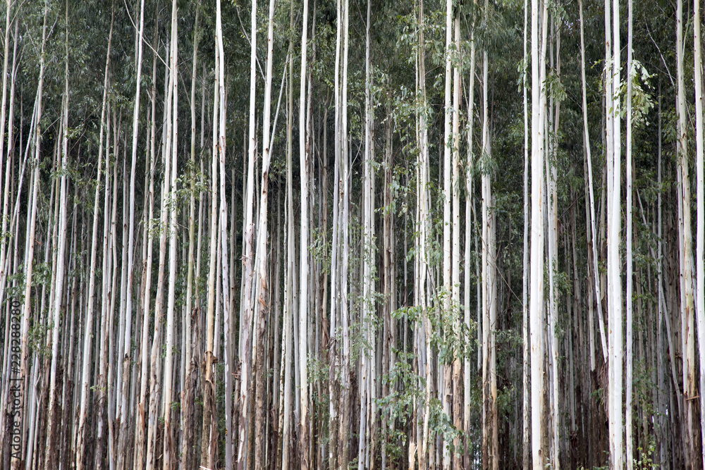 Forestry. Eucalyptus trees 