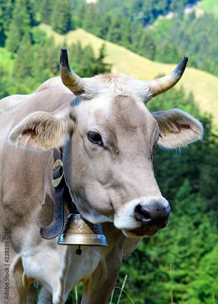 Glückliche Kuh in der Schweiz mit artgerechter Haltung :) Glückliche Kuh in der Schweiz mit artgerechter Haltung :)