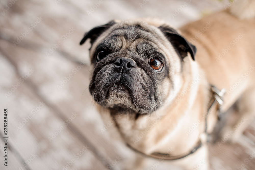 Cute pug with a collar sitting on blurred background