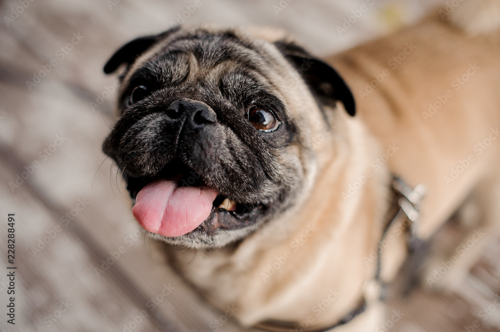 Cute pug with opened mouth and long tongue in collar sitting on blurred background