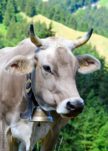 Gl  ckliche Kuh in der Schweiz mit artgerechter Haltung   