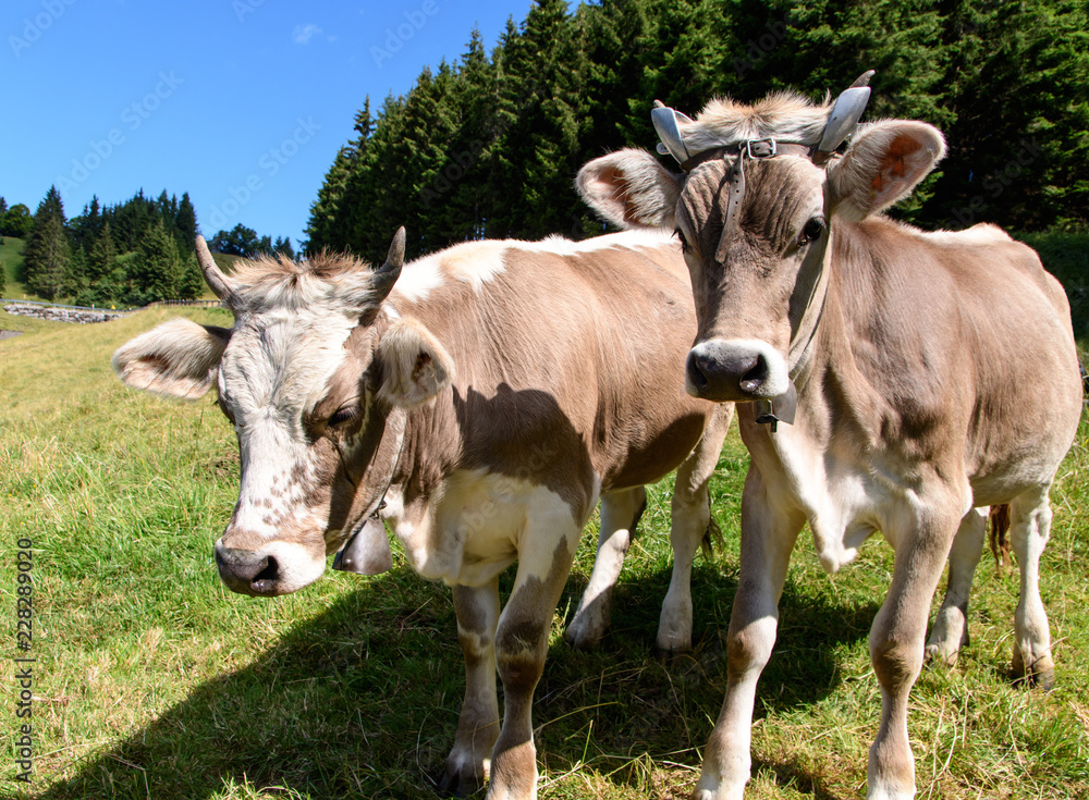 Glückliche Kühe in der Schweiz mit artgerechter Haltung :)