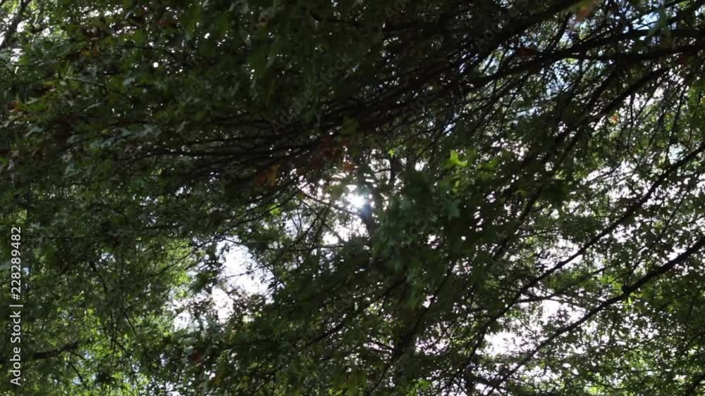 Tree leaves up with sun peaking through move.mov Tree leaves up with sun peaking through move.mov