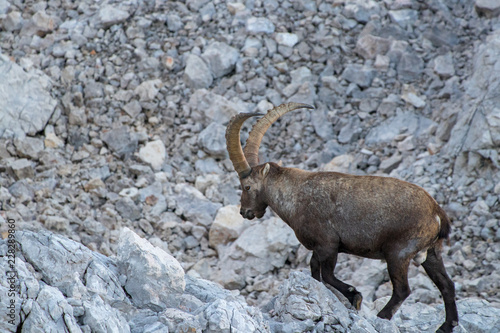 old ibex going his way