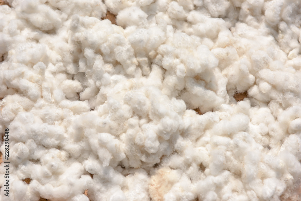 cotton harvest from field cotton harvest from field