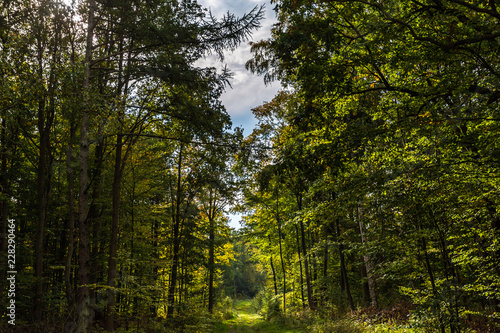 Wallpaper Mural Rostocker Heide Torontodigital.ca