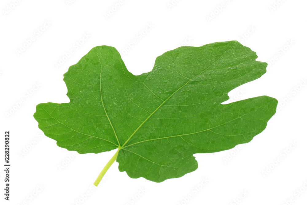 green leaf of fig isolated on white green leaf of fig isolated on white