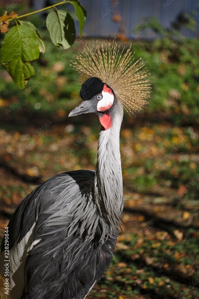 Fototapeta premium Portrait of a grey crowned crane