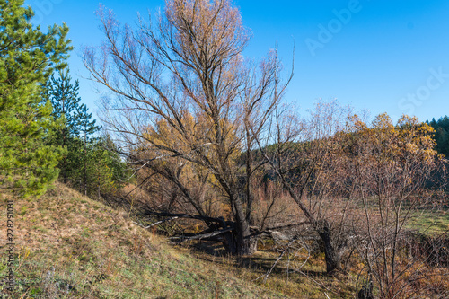 tree on hill