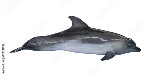 single bottlenose dolphin photo