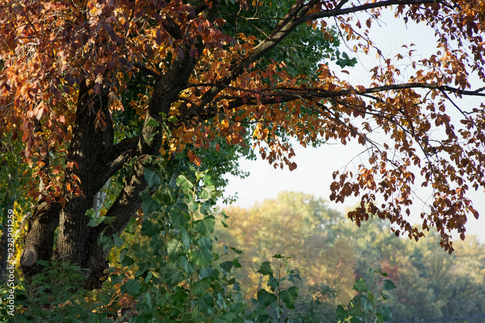 Naklejka premium Autumn city park fall colors, four seasons
