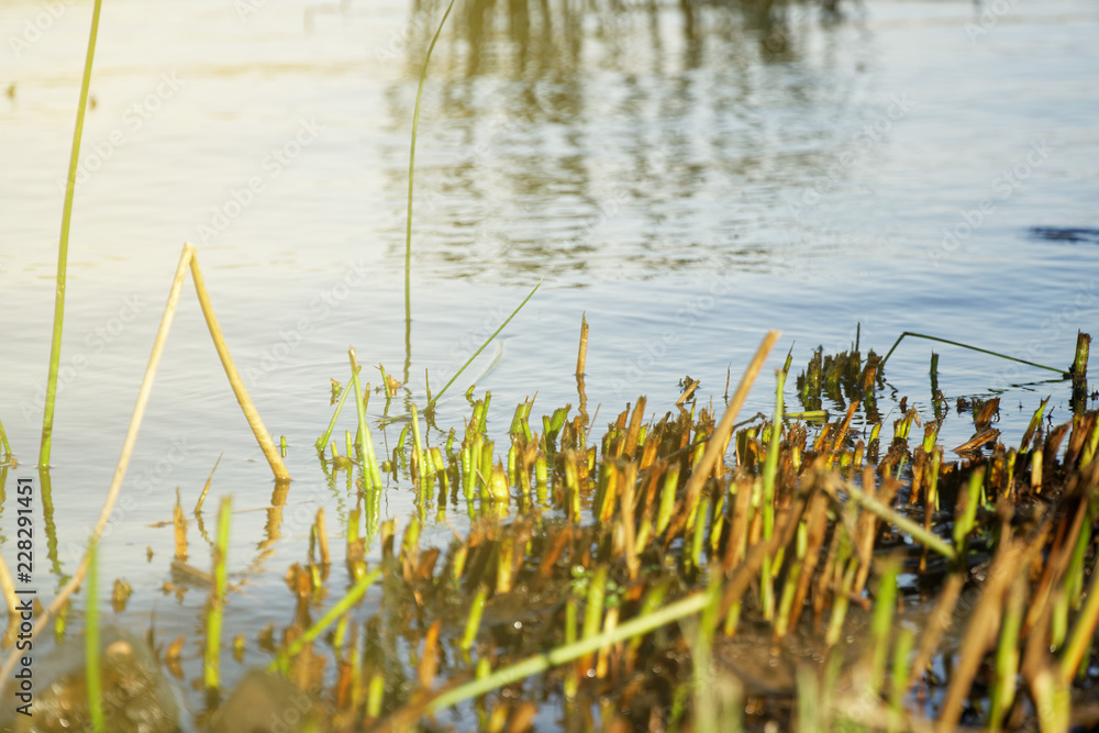 Cuts Reeds on river, autumn last warm days, falls color Cuts Reeds on river, autumn last warm days, falls color