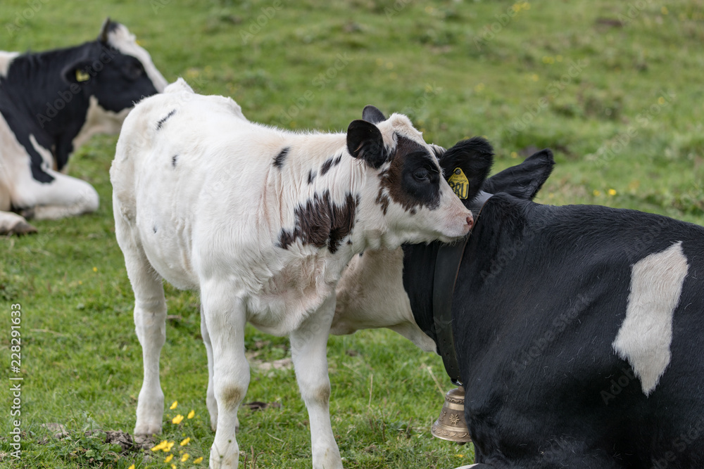 beautiful white calf with black spots near her mom beautiful white calf with black spots near her mom