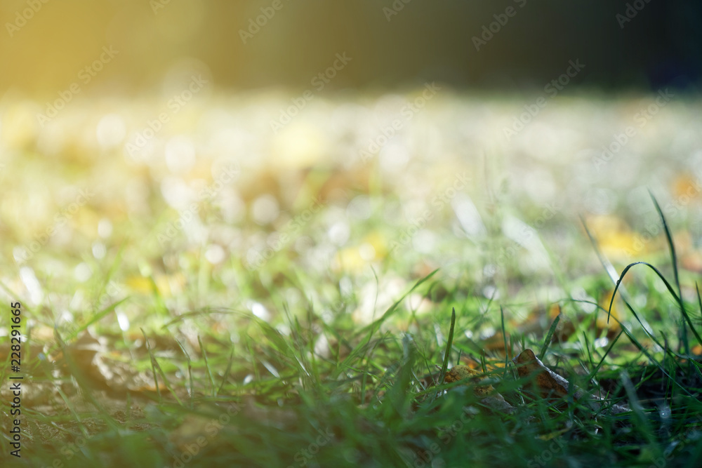 Fallen yellow autumn leaves on ground. Patch of fresh green grass in focus in foreground. Beautiful fall park Fallen yellow autumn leaves on ground. Patch of fresh green grass in focus in foreground. Beautiful fall park