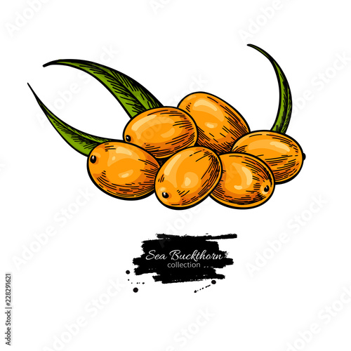 Sea buckthorn vector drawing. Isolated berry branch on white bac