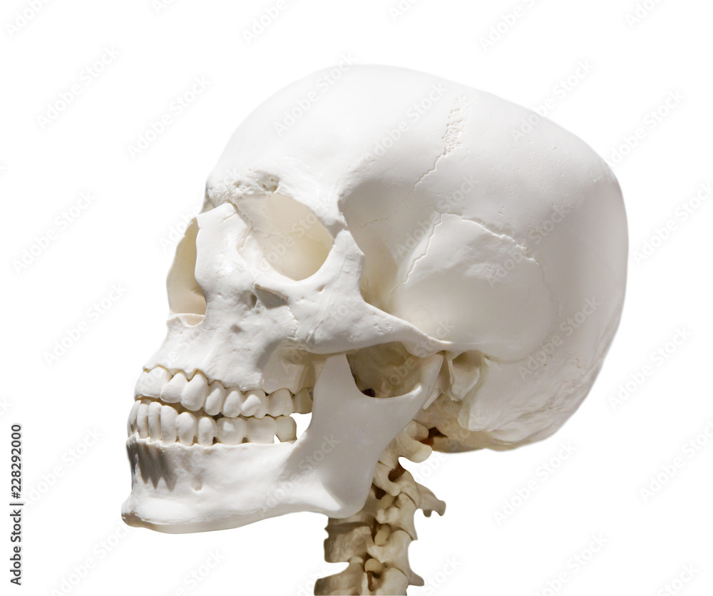 Fototapeta premium light human skull with neck on white