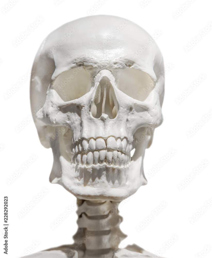 Naklejka premium light human skull with neck isolated on white