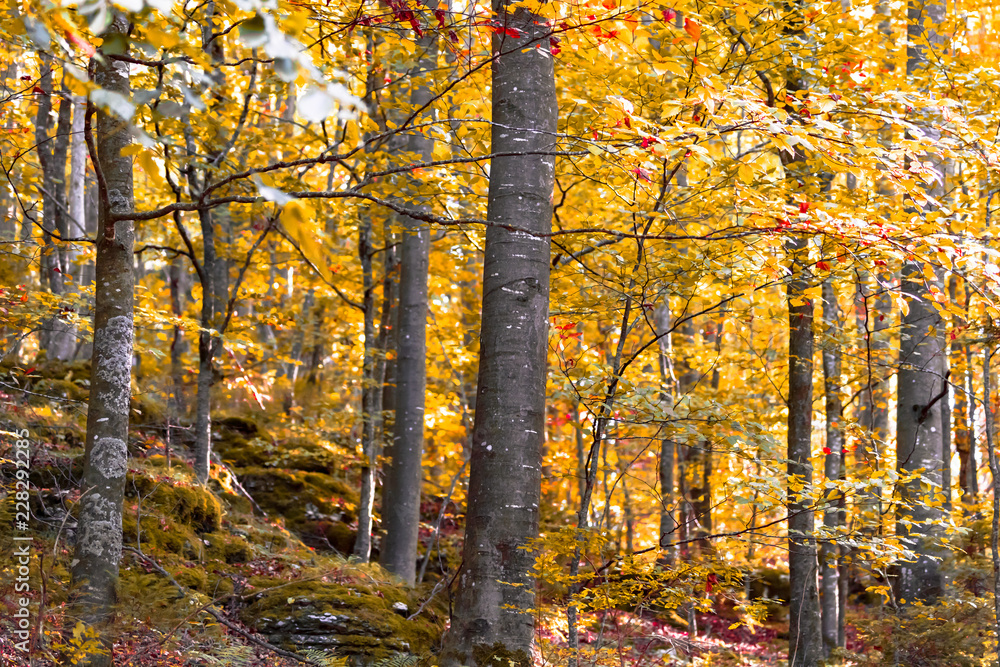 Obraz premium forest in the fall