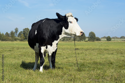 Cows and meadow - krowy pasące się na łące #228292448