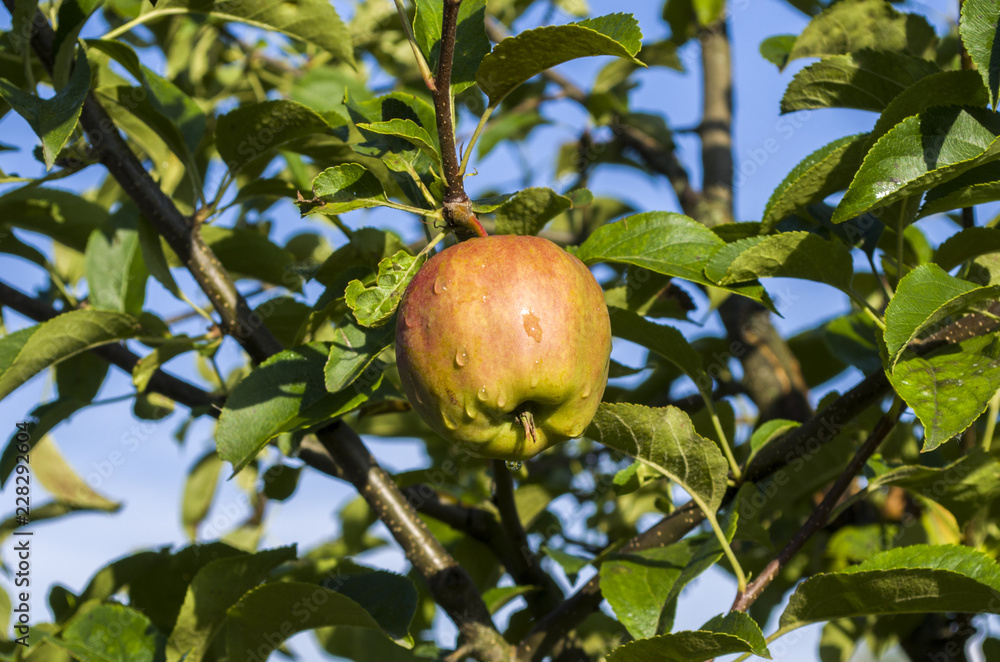 young ripening Apple with water droplets young ripening Apple with water droplets