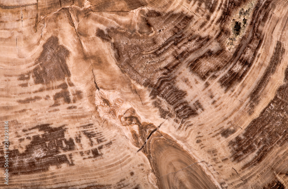 botanolite larch dark brown texture macro