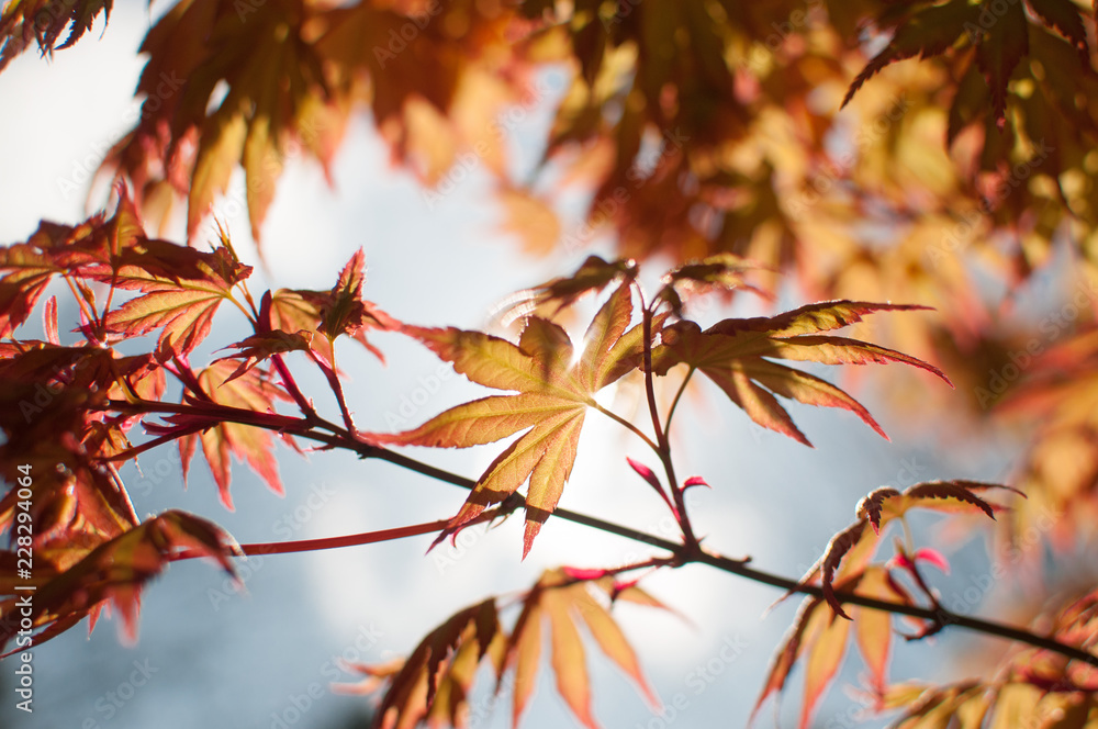 Beautiful Sunlight on Autumn Orange Maple Leaves Beautiful Sunlight on Autumn Orange Maple Leaves