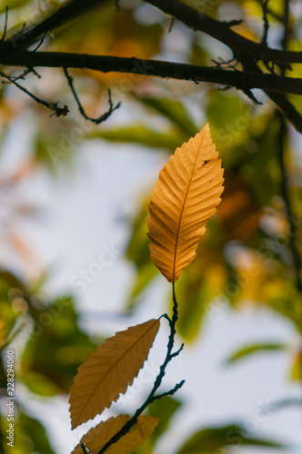 Golden Beech Leaf In Autumn Sunlight